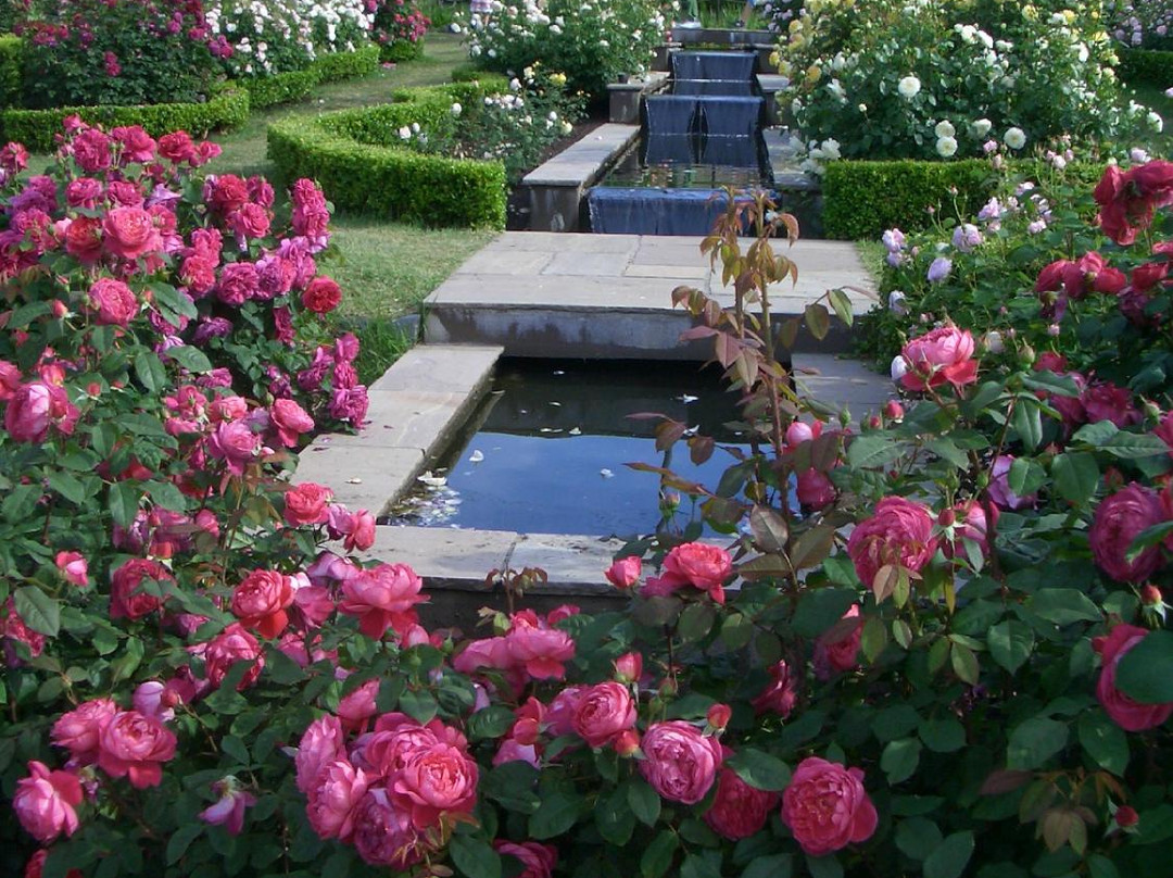 Hanasaki Farm / David Austin Roses-泉南市必去景点