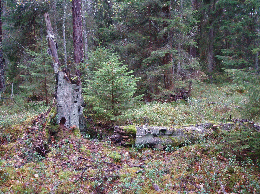 Bjornnasets naturreservat-Hultsfred必去景点