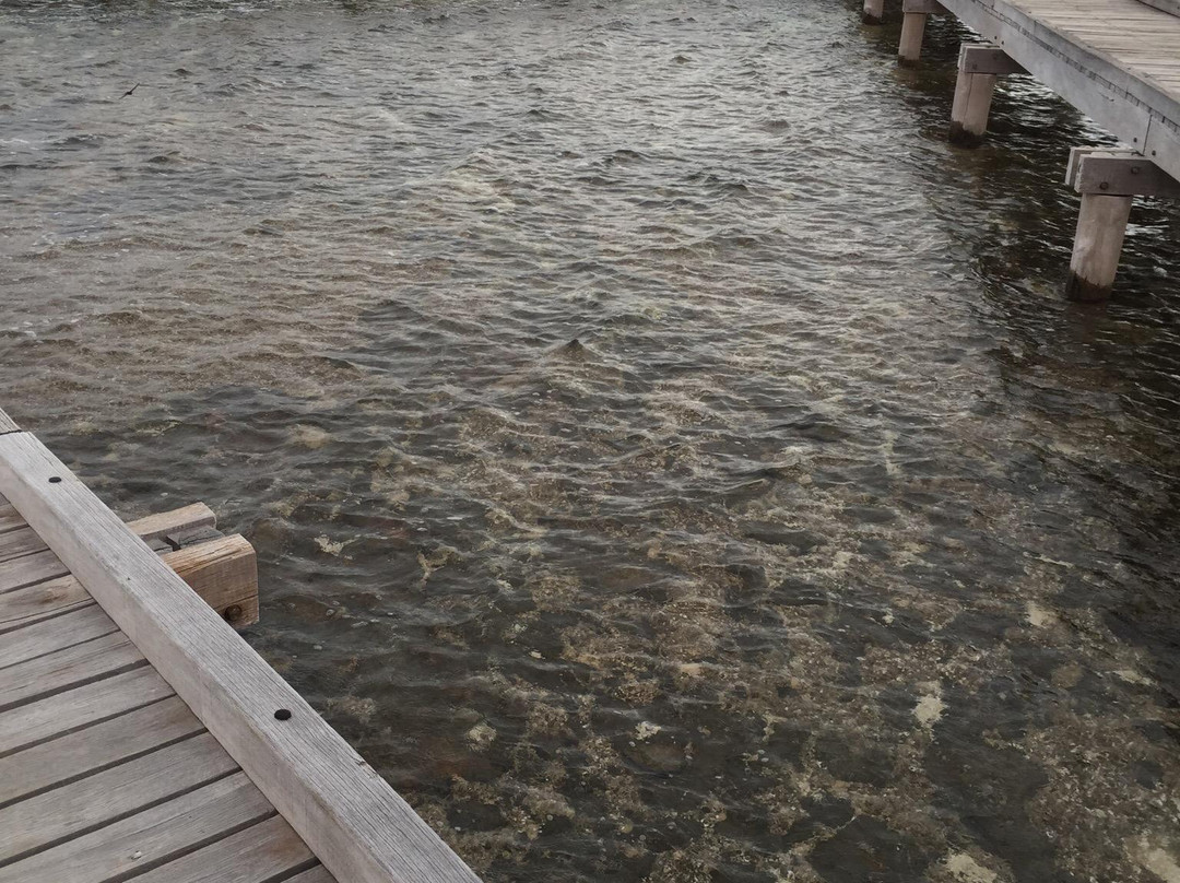 Hamelin Pool Marine Nature Reserve-德纳姆必去景点