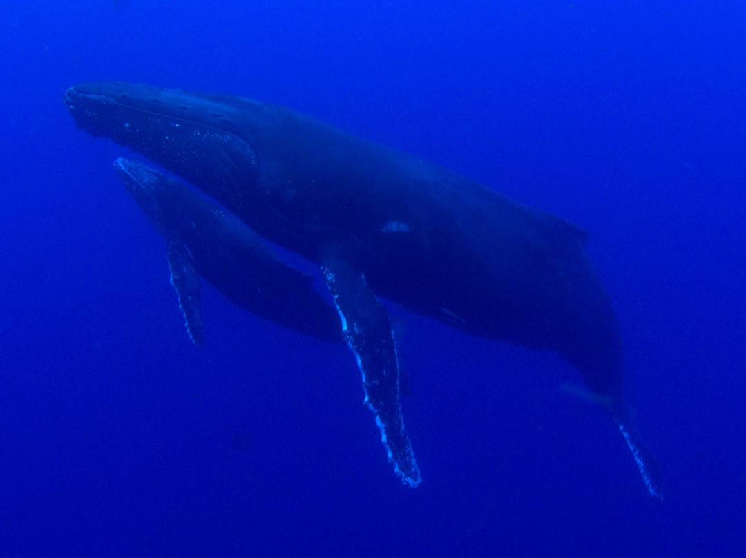 Scubananas Reunion Plongee-圣亮必去景点