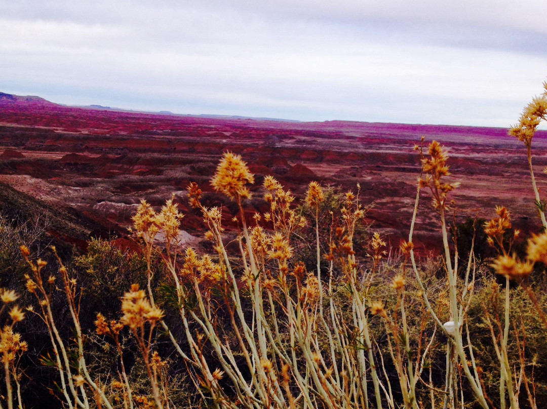 Painted Desert-石化林国家公园必去景点
