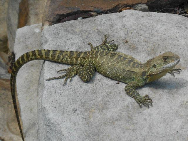澳大利亚国家植物园-堪培拉必去景点