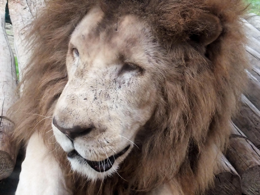 Iwate Safari Park-一关市必去景点