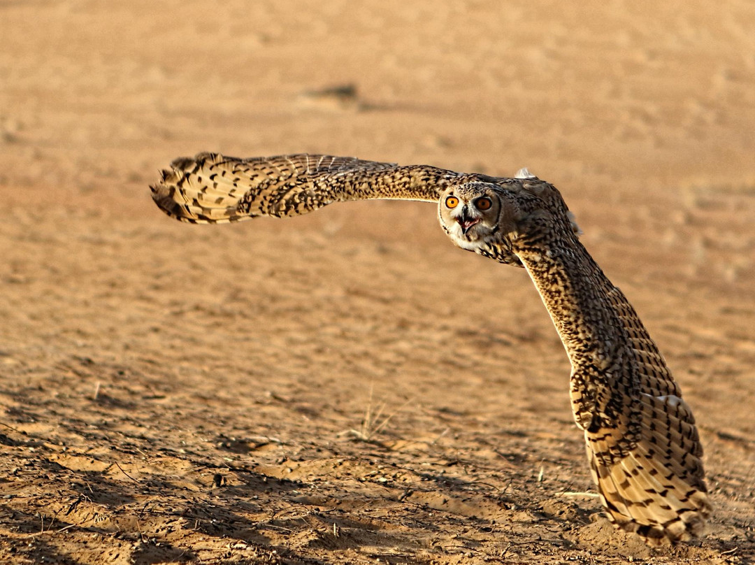 Royal Shaheen Events-迪拜必去景点