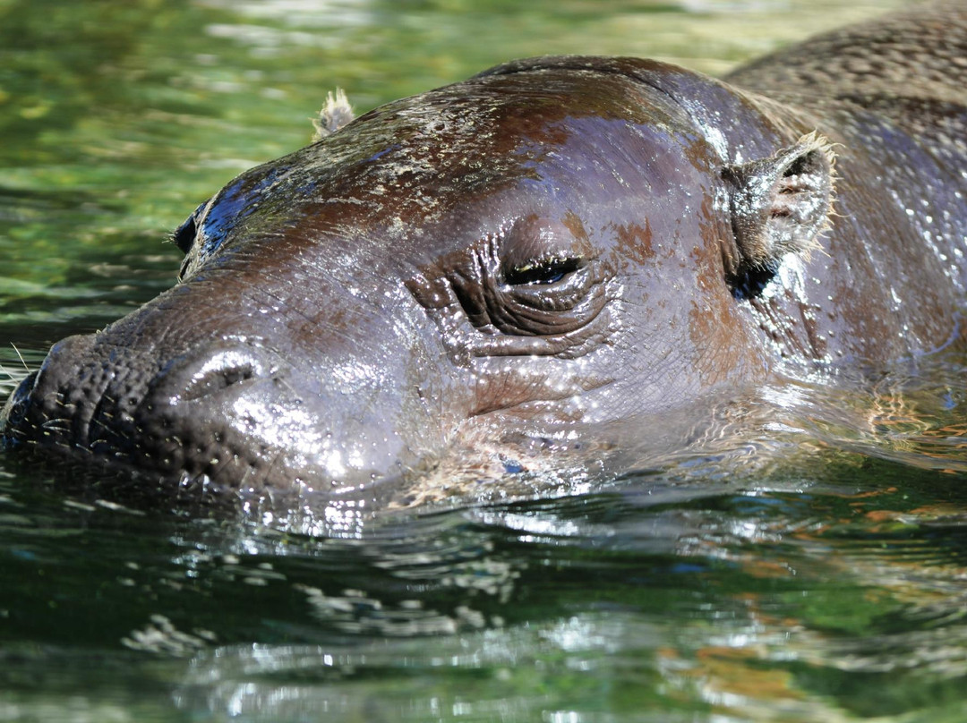 Limassol Zoo-利马索尔必去景点