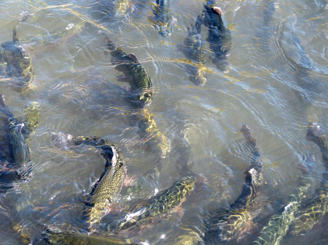 Decorah Fish Hatchery-迪科拉必去景点