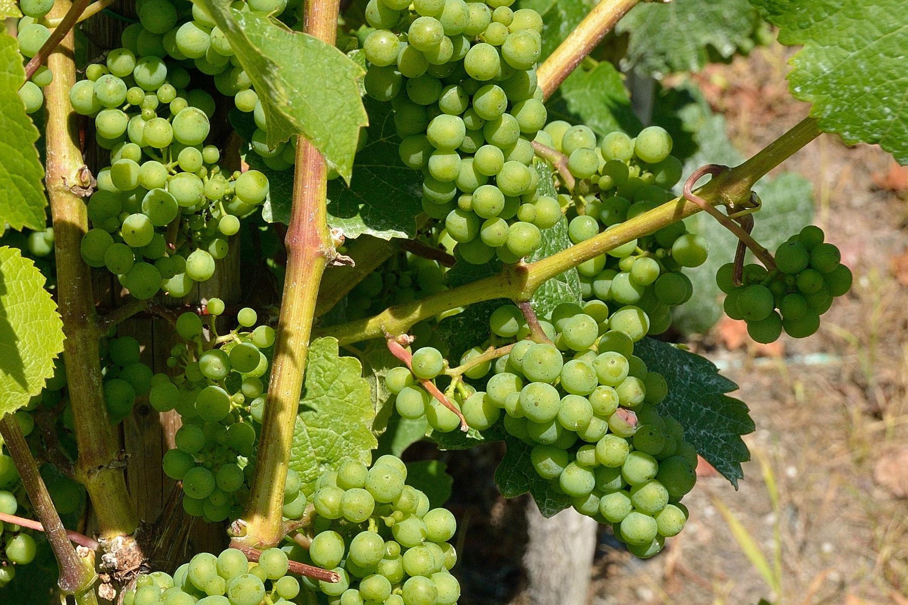Weingut Sonenbuerg-客卧