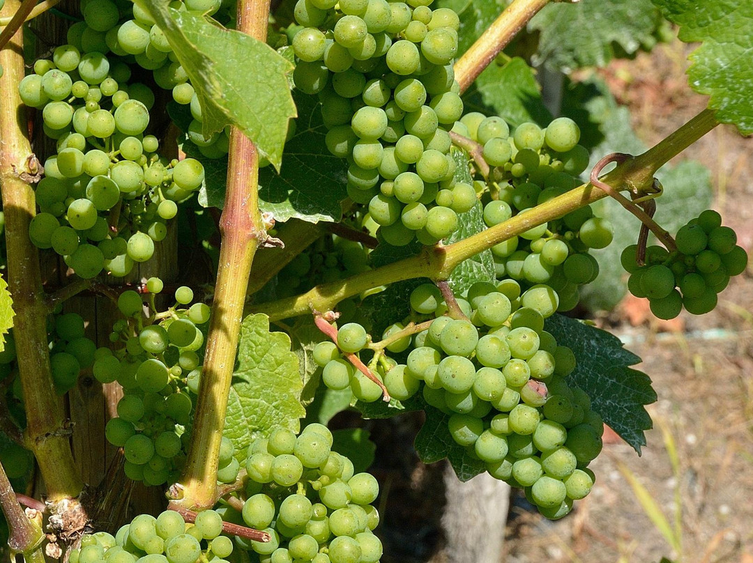 Weingut Sonenbuerg主图