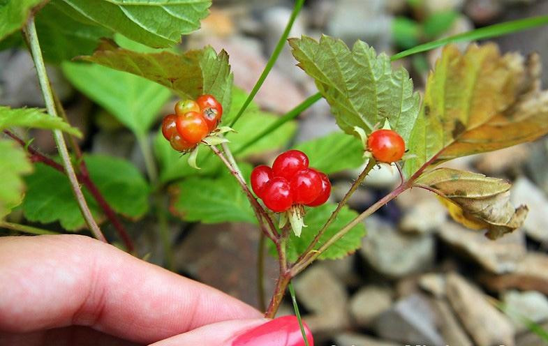 Hallormsstadur Forestry Reserve-埃伊尔斯塔济必去景点