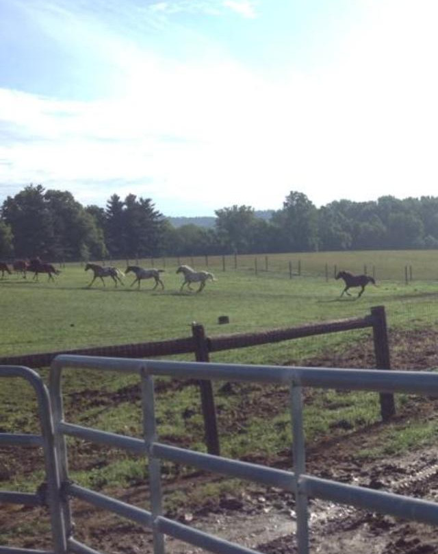 The Spotted Horse Ranch-Laurelville必去景点