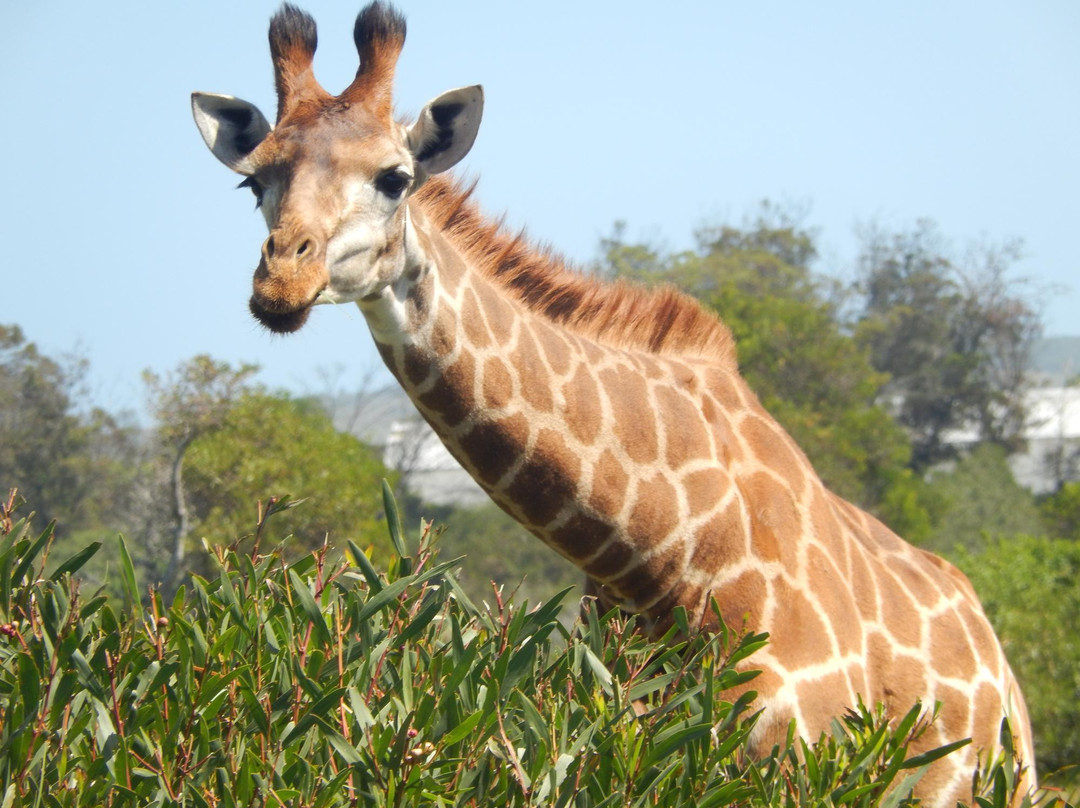 AMT TOURS-开普敦中心区必去景点