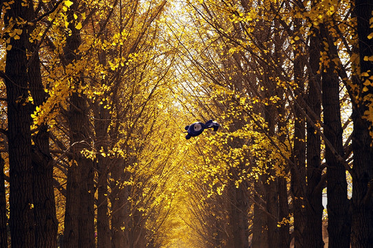 钓鱼台银杏大道-北京市必去景点