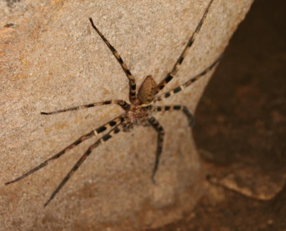 Limestone Lake Rainforest Day Tours-素叻他尼必去景点