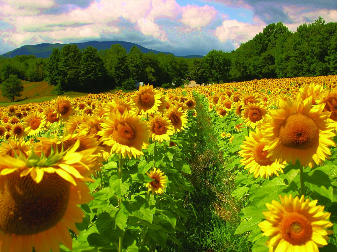 Montgomery Center旅游攻略图片