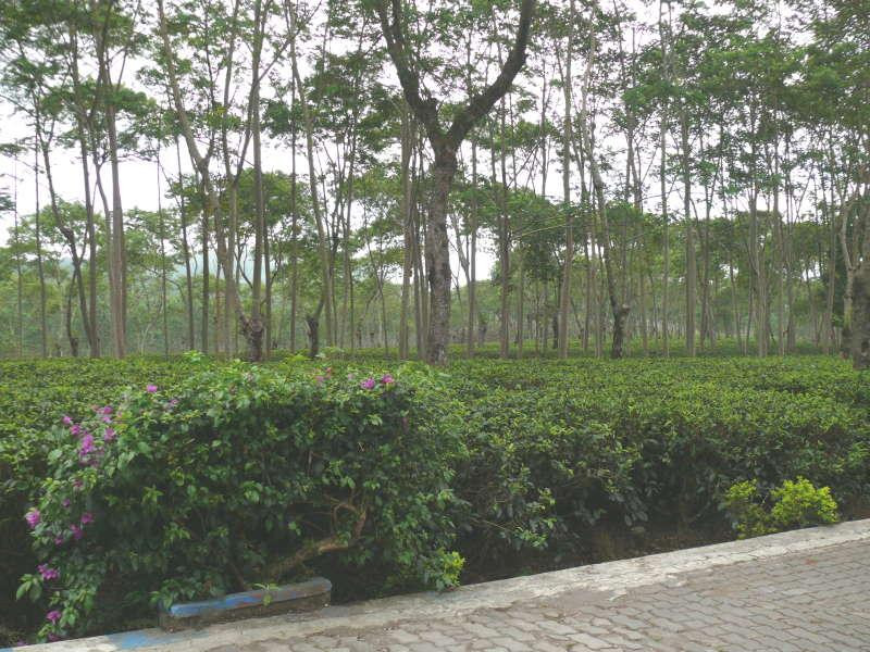 Kebun Teh Wonosari-Lawang必去景点