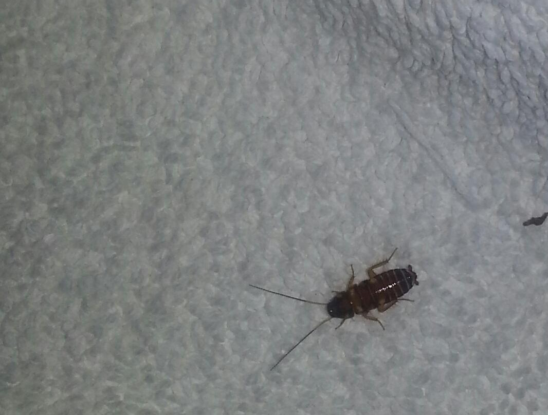 Weslaco酒店住宿-Holiday Inn Express & Suites Weslaco by IHG