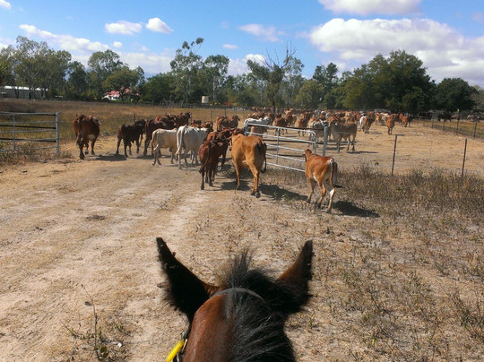 Woodstock Trail Rides-Woodstock必去景点