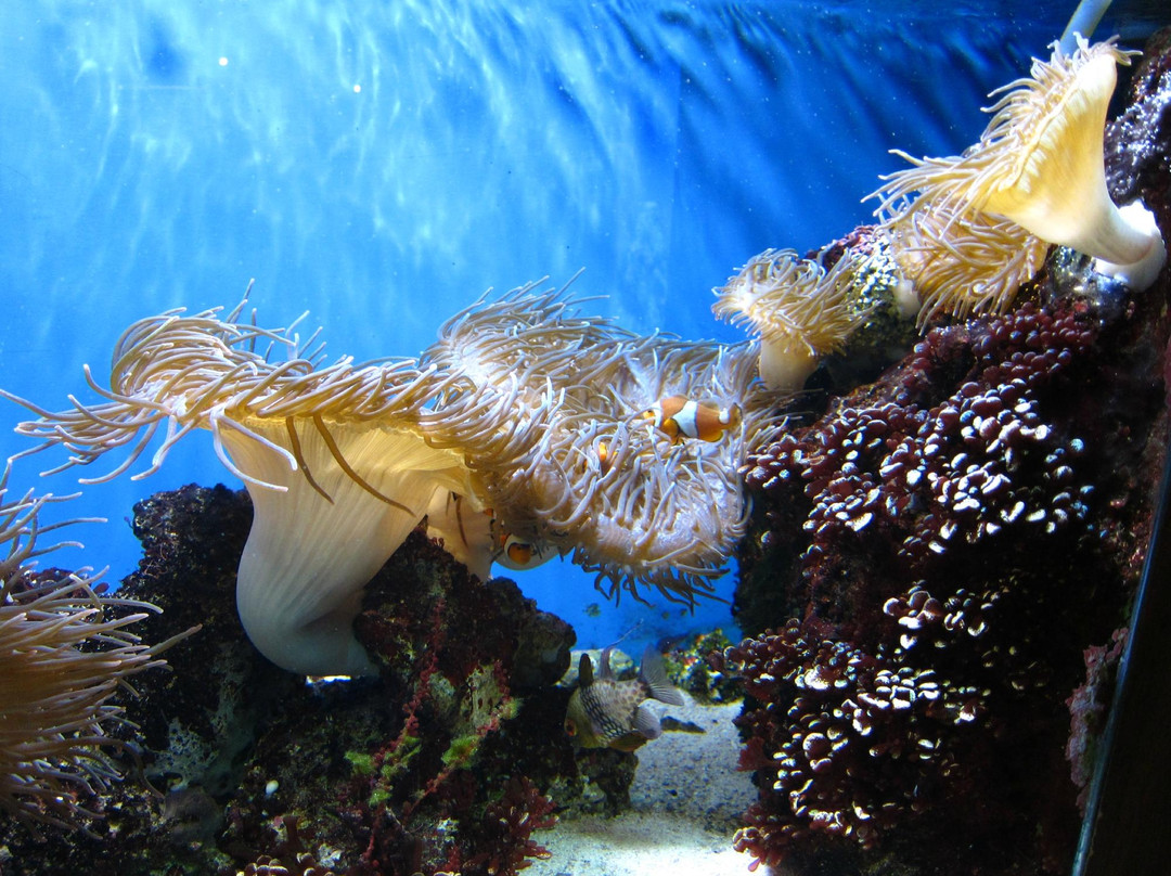 尼亚加拉水族馆-尼亚加拉大瀑布必去景点