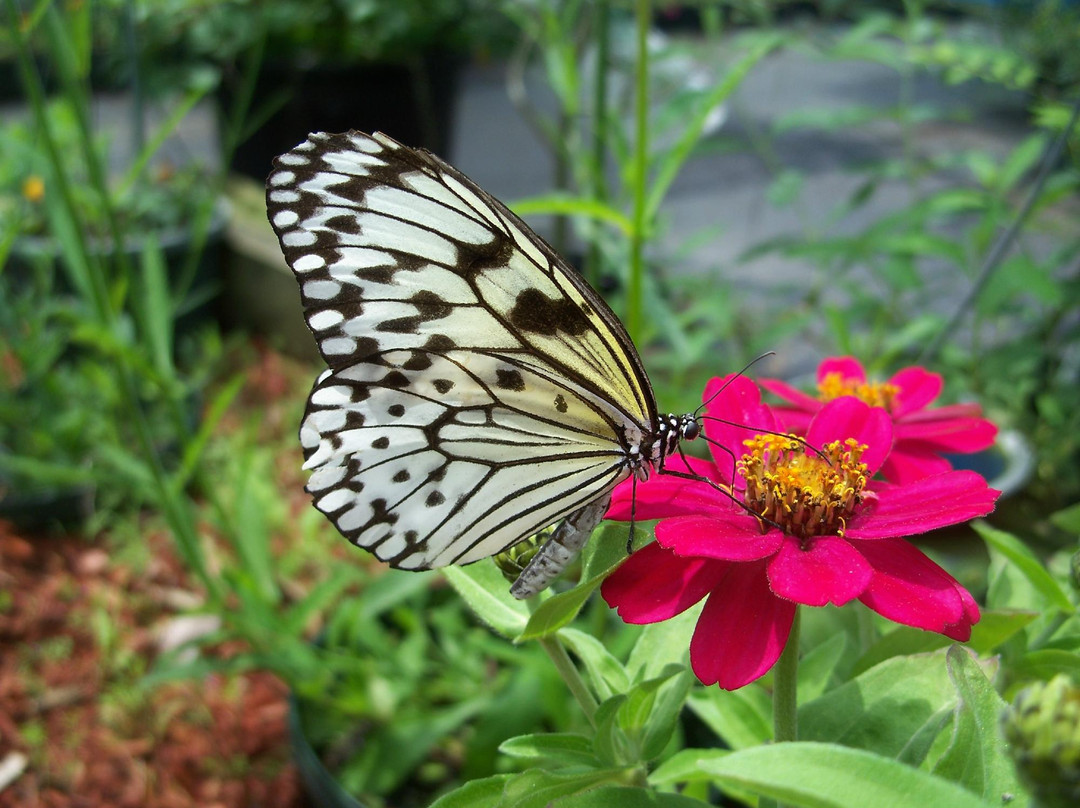Newport Butterfly Zoo-Tiverton必去景点
