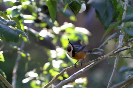 墨尔本皇家植物园-墨尔本必去景点