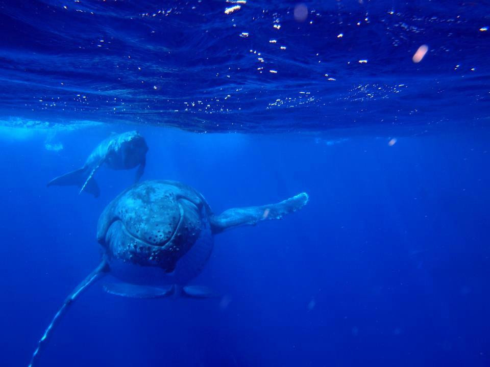 Krill Diving Club ASD-San Bartolomeo al Mare必去景点