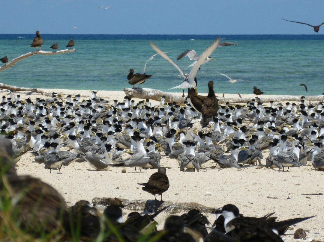 麦克拉斯沙岛-凯恩斯必去景点