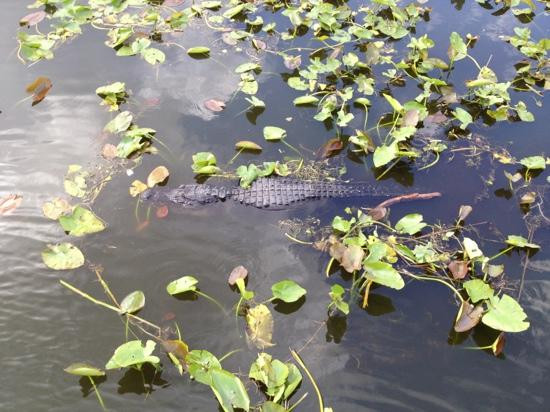 Royal Palm Visitor Center-大沼泽国家公园必去景点