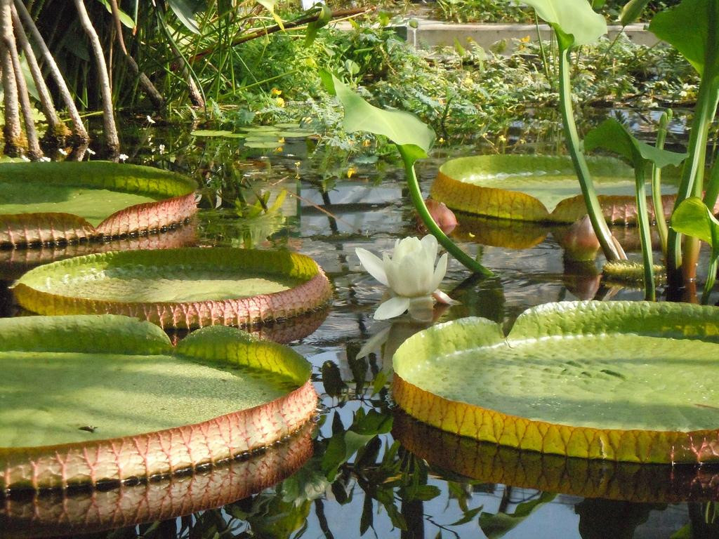 Botanischen Garten der Universität Basel