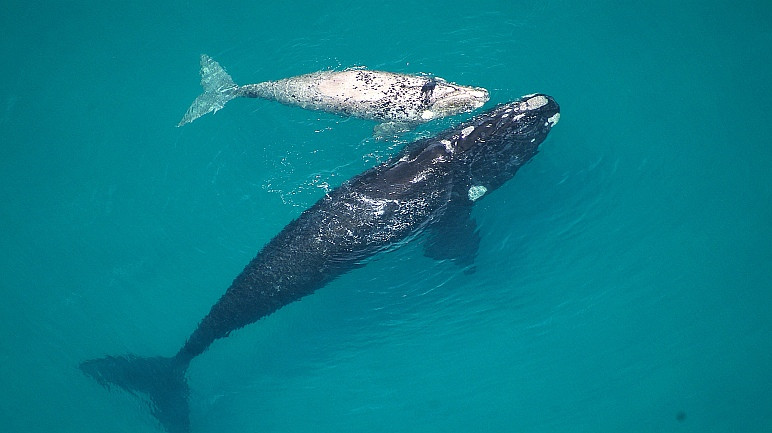 Hermanus-Seekers Day Tours-赫曼努斯必去景点