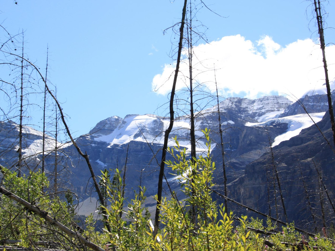 Forest Fix-班夫必去景点