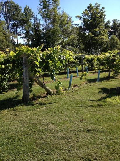 Miranda Vineyard-Goshen必去景点