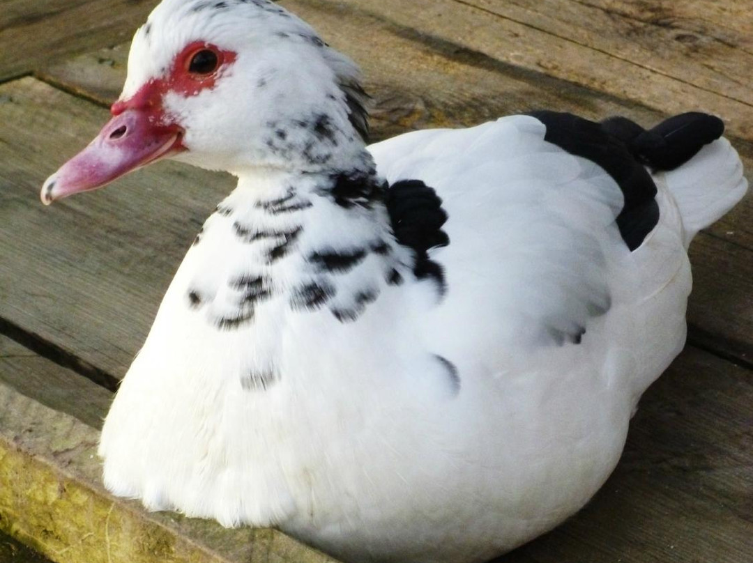 Dingle Wildlife & Seal Sanctuary-Lispole必去景点