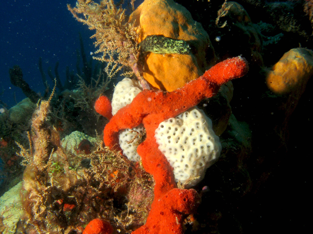 Underwater Explorers-博因顿海滩必去景点