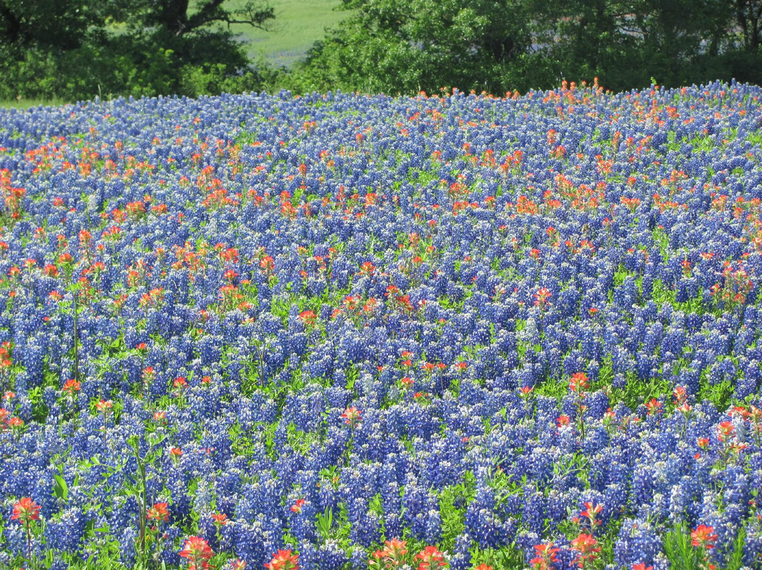 Bluebonnet Trail-恩尼斯必去景点