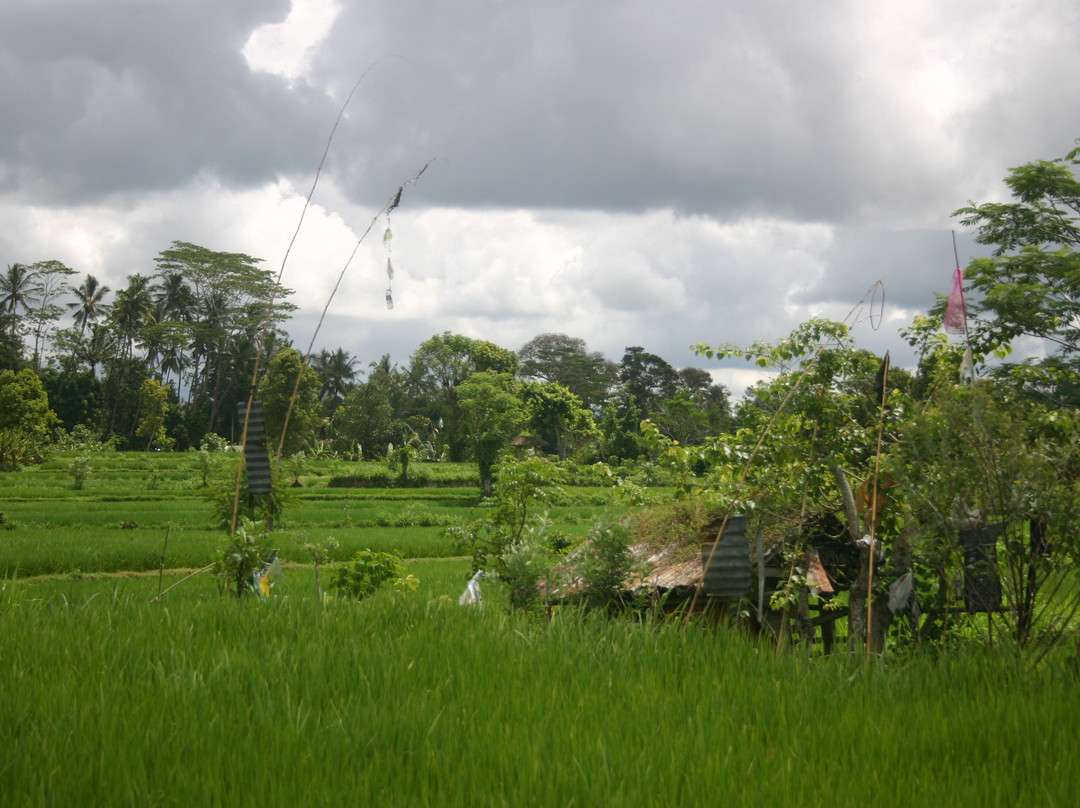 Bali 2000 Cycling - Day Tours景点图片