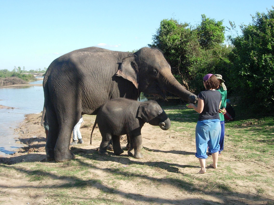Save Elephant Foundation - Surin Project景点图片