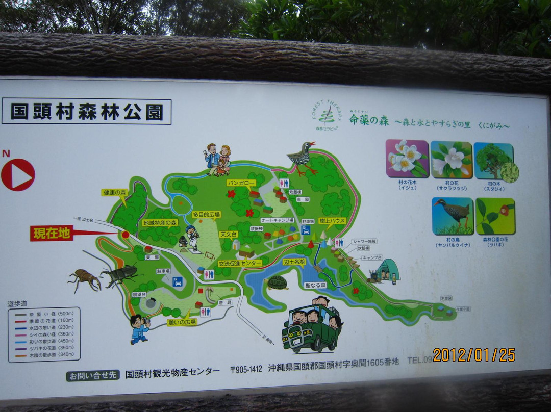 Kunigami Village Forest Park景点图片