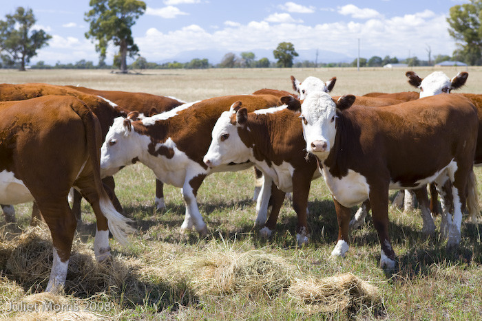 Mount Pleasant Homestead主图