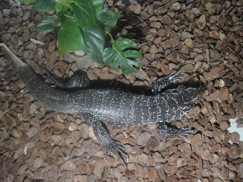 长隆飞鸟乐园-广州市必去景点