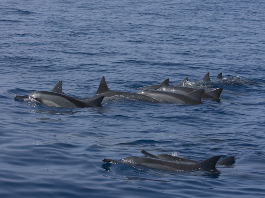海洋天堂之旅-凯鲁瓦-柯纳必去景点