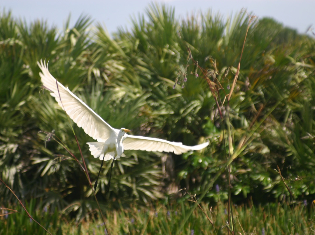 Wakodahatchee Wetlands-德拉海滩必去景点