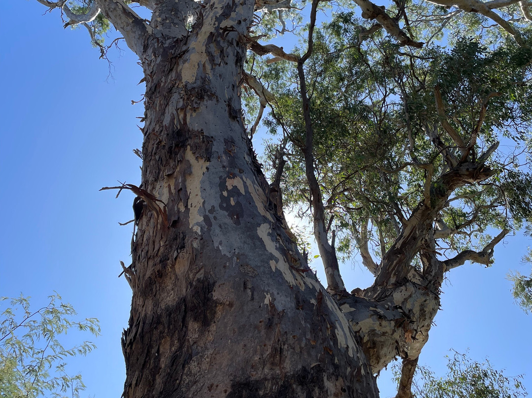 Arcadia Streamside Reserve