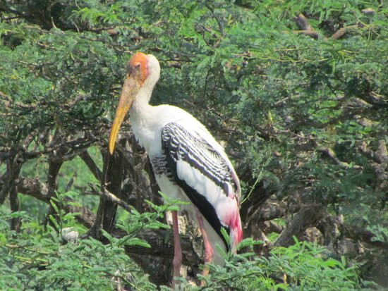 Uppalapadu Bird Sanctuary景点图片