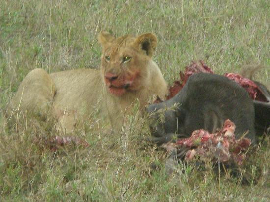 Seronera-塞伦盖蒂国家公园必去景点