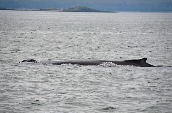 Rum Runner Charters-朱诺必去景点