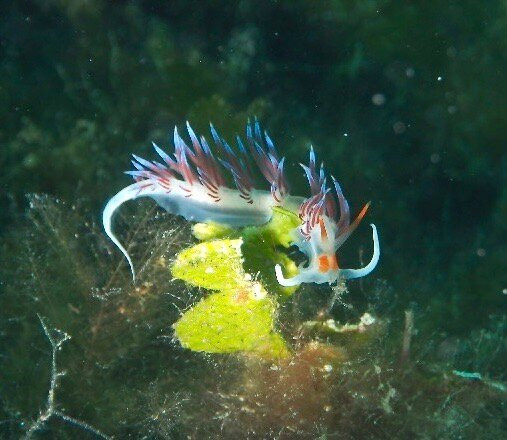 Nautilus Diving Center景点图片