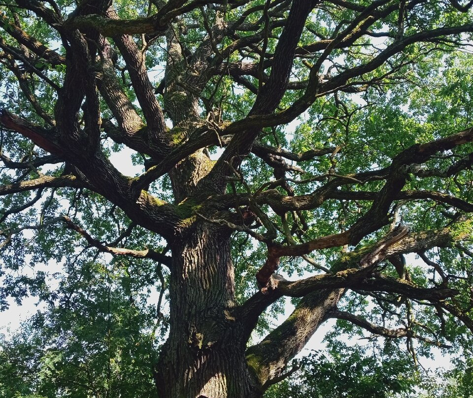 Mazowiecki Park Krajobrazowy景点图片