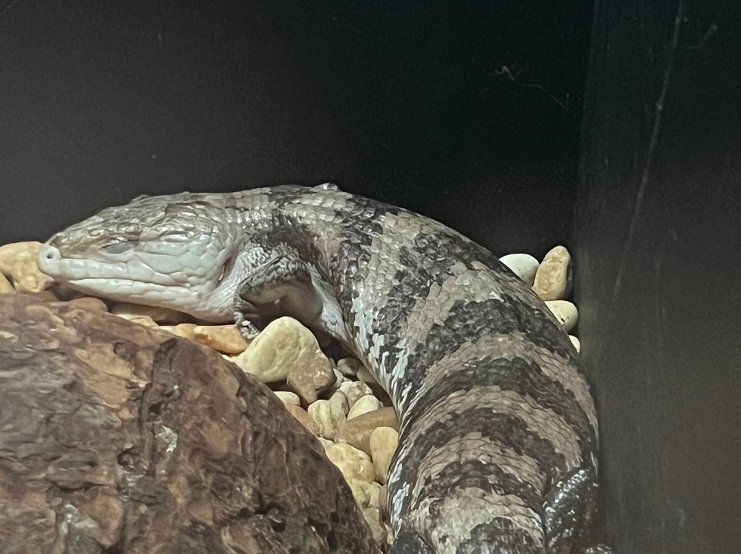 Reptile World Serpentarium-圣克劳德必去景点