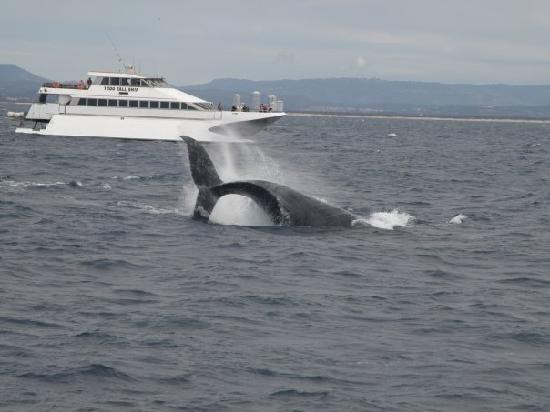 黄金海岸城市艺术画廊-冲浪者天堂必去景点