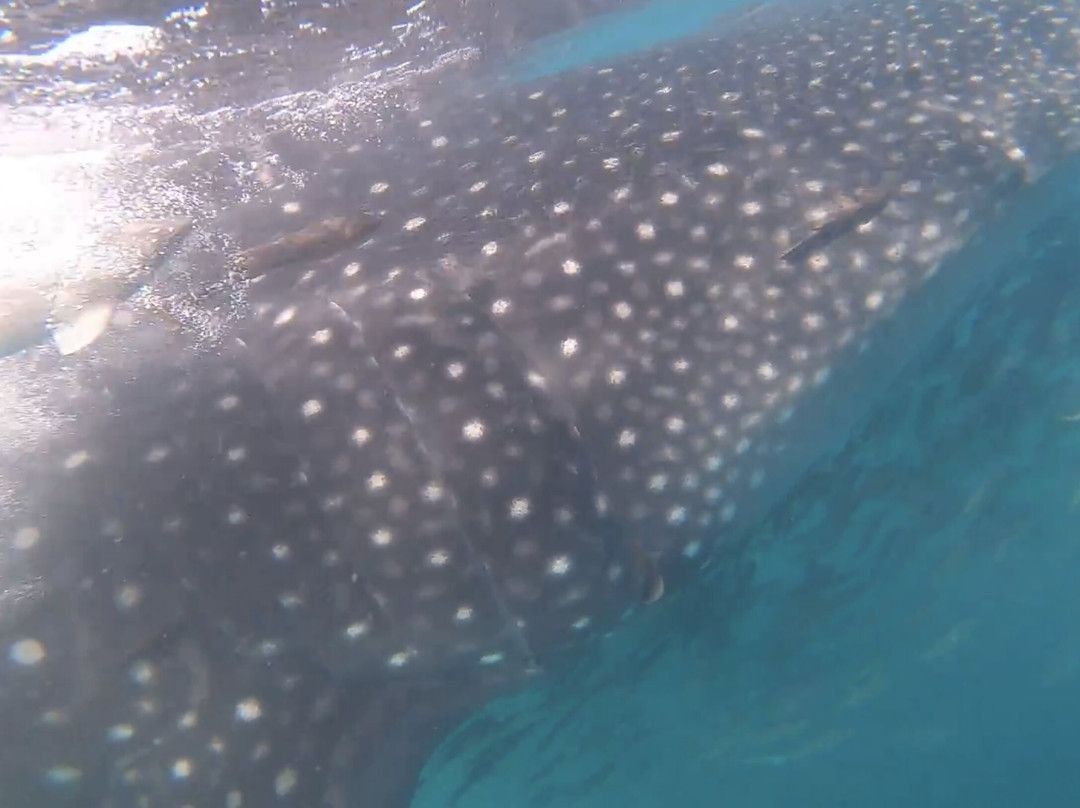 GoDiveBaja-拉巴斯必去景点